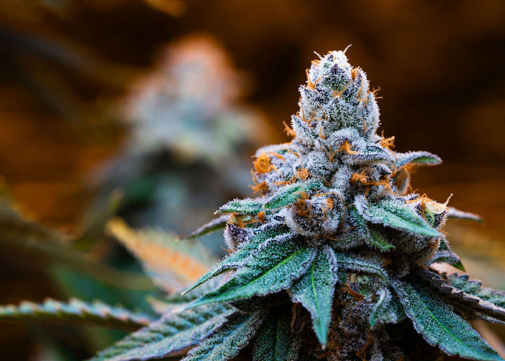 Cali Exotics
