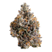 Gelato 41