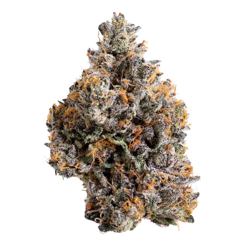 Gelato 41